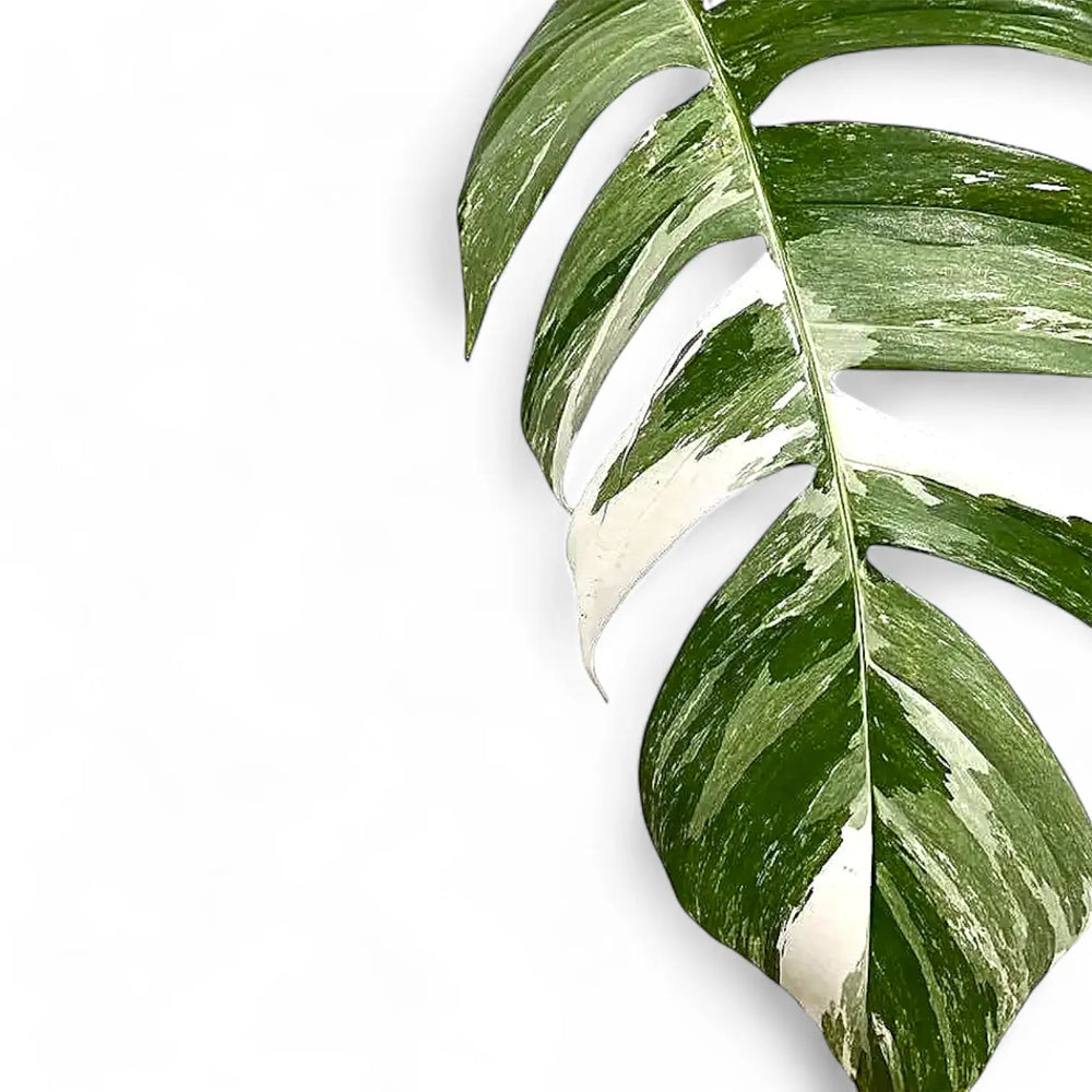 Epipremnum pinnatum variegata – Nahaufnahme eines Blatts vor weißem Hintergrund.