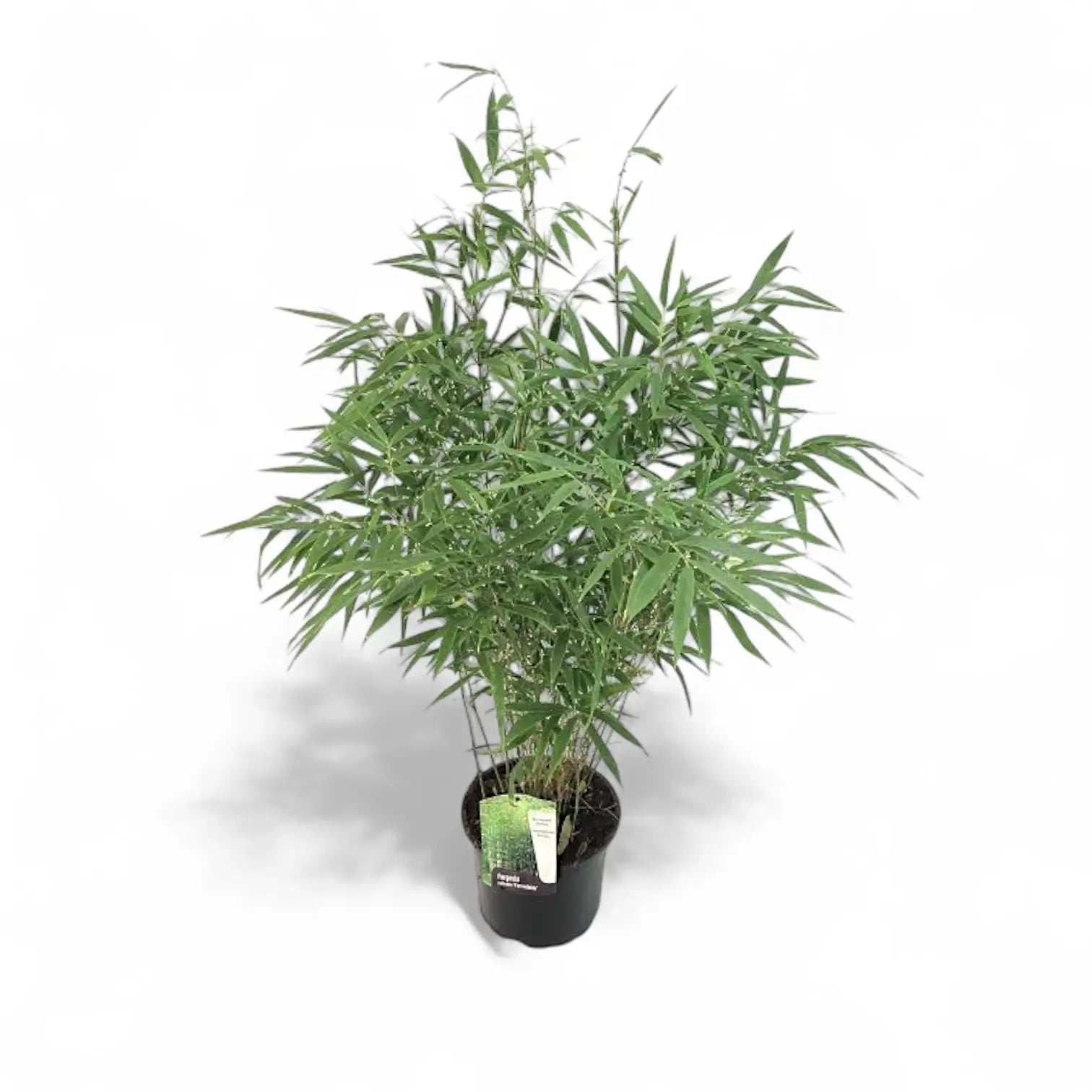 Fargesia robusta 'Formidable' potted houseplant in nursery pot on white background, product photo 2.