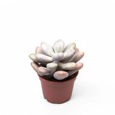 Pachyphytum oviferum 'Pink Moonstones' aka 'Pink Panther' potted houseplant in nursery pot on white background, product photo 2.