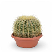 Kroenleinia grusonii potted houseplant in nursery pot on white background, product photo 4.