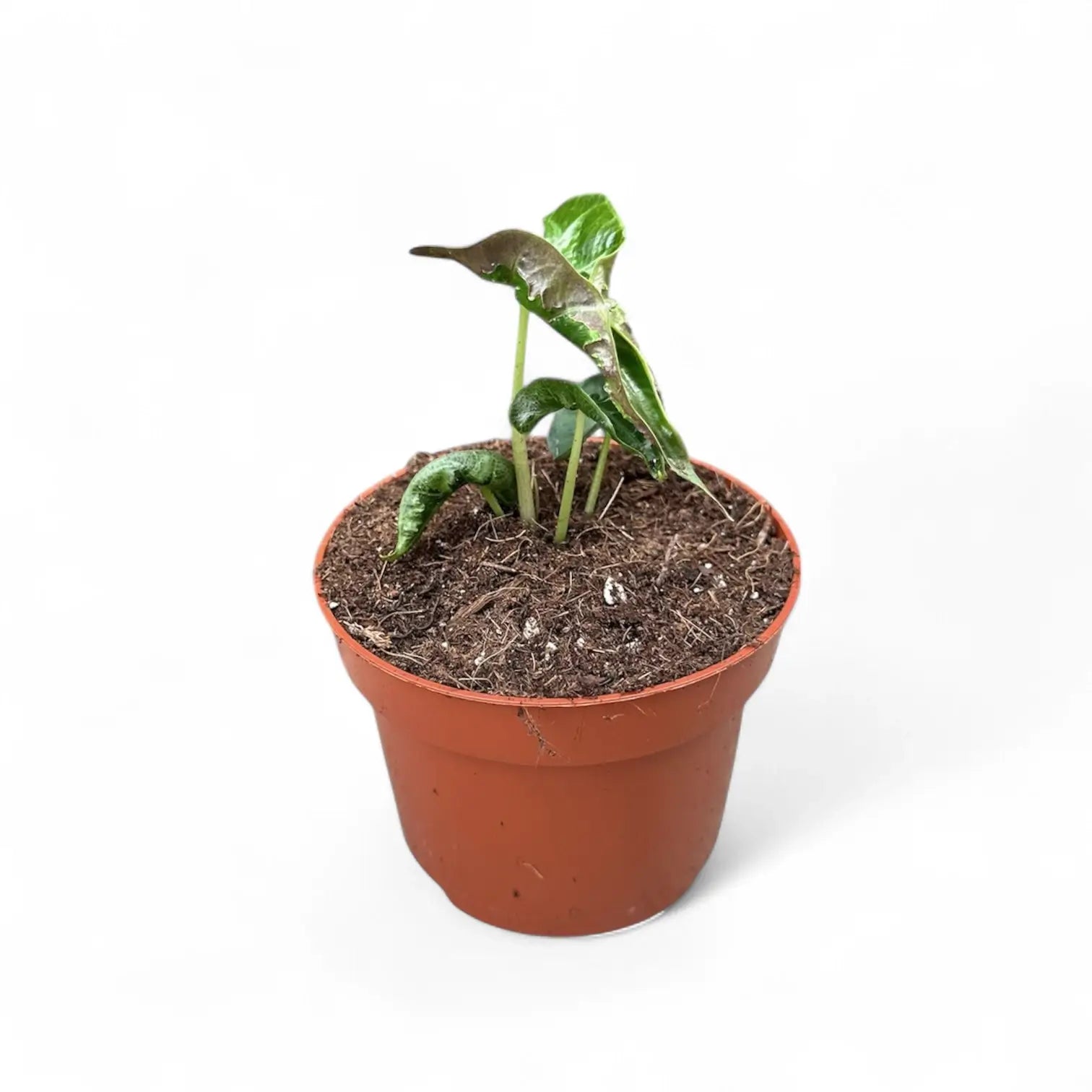 Alocasia 'Loco' potted houseplant in nursery pot on white background, product photo 5.
