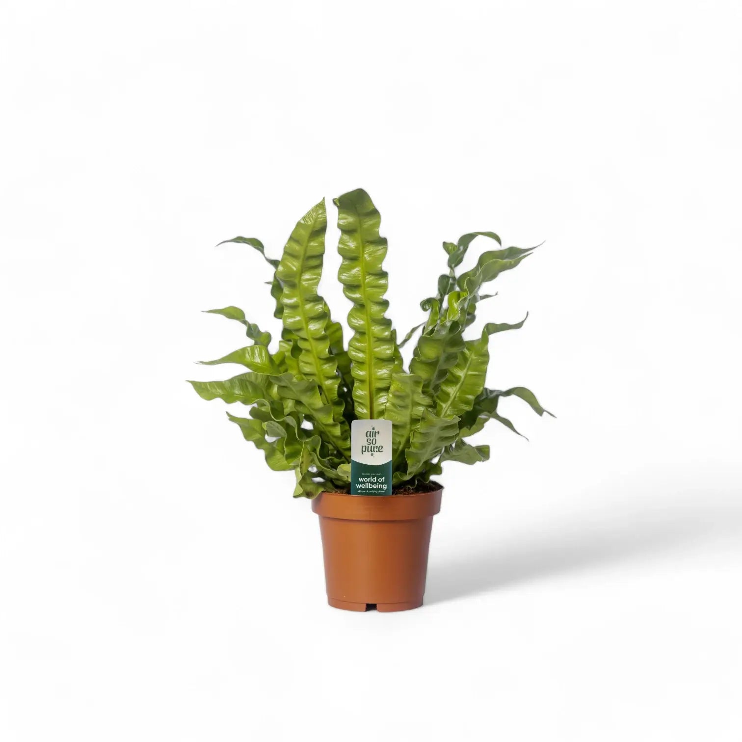 Asplenium nidus 'Crispy Wave' potted houseplant in nursery pot on white background, product photo 6.