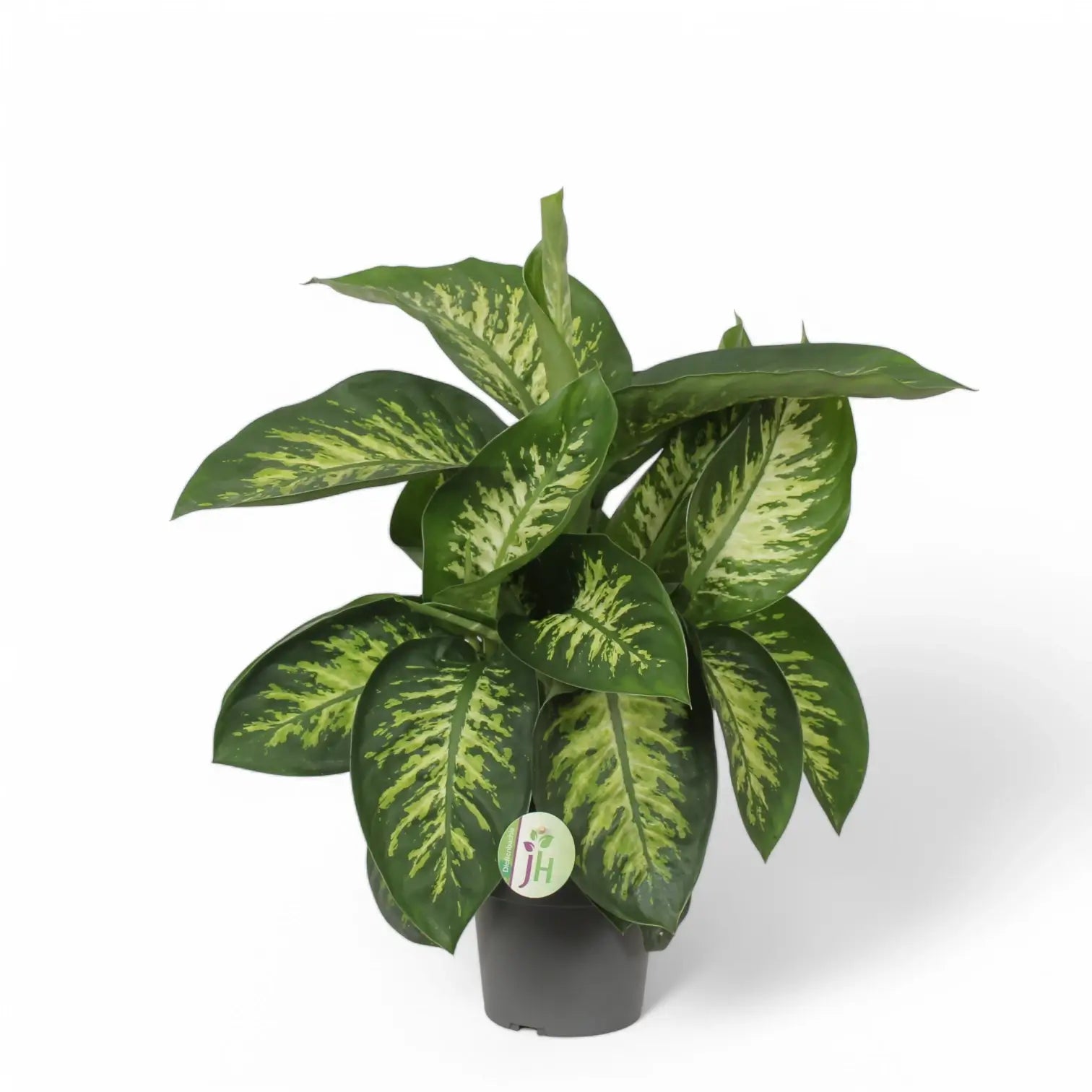 Dieffenbachia seguine 'Reeva' potted houseplant in nursery pot on white background, product photo 3.