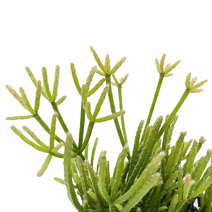 Rhipsalis teres f. prismatica leaf close-up on white background.