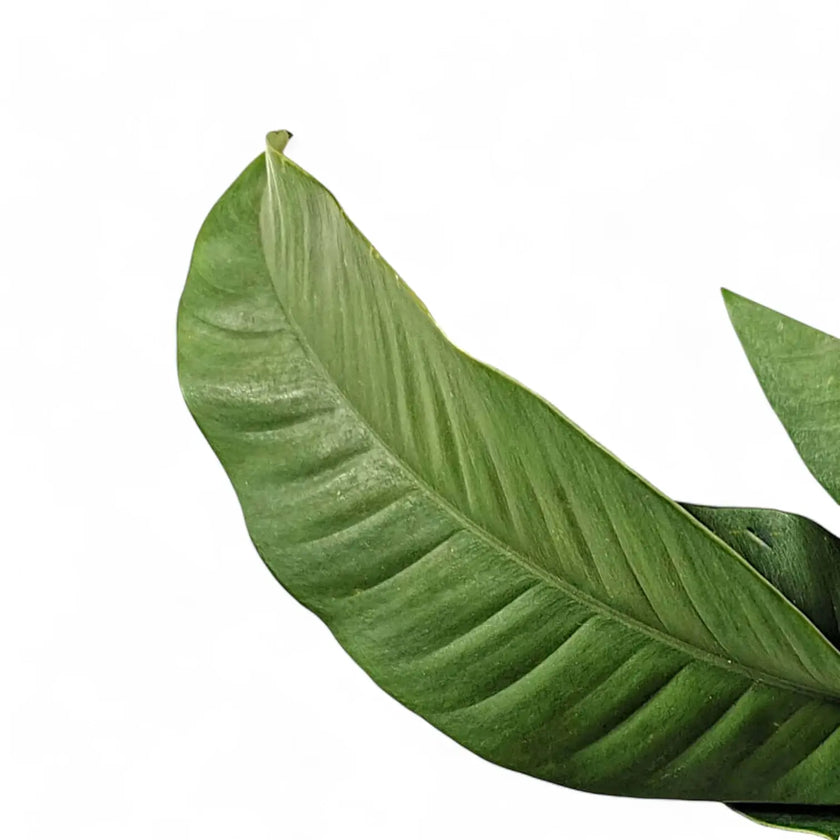Epipremnum giganteum leaf close-up on white background.