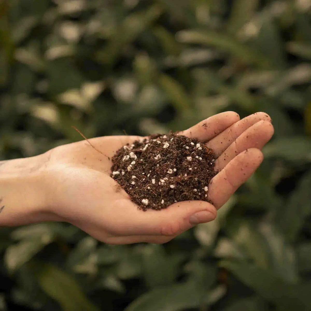 Ficus-Substratmischung vor weißem Hintergrund, Produktfoto 3.