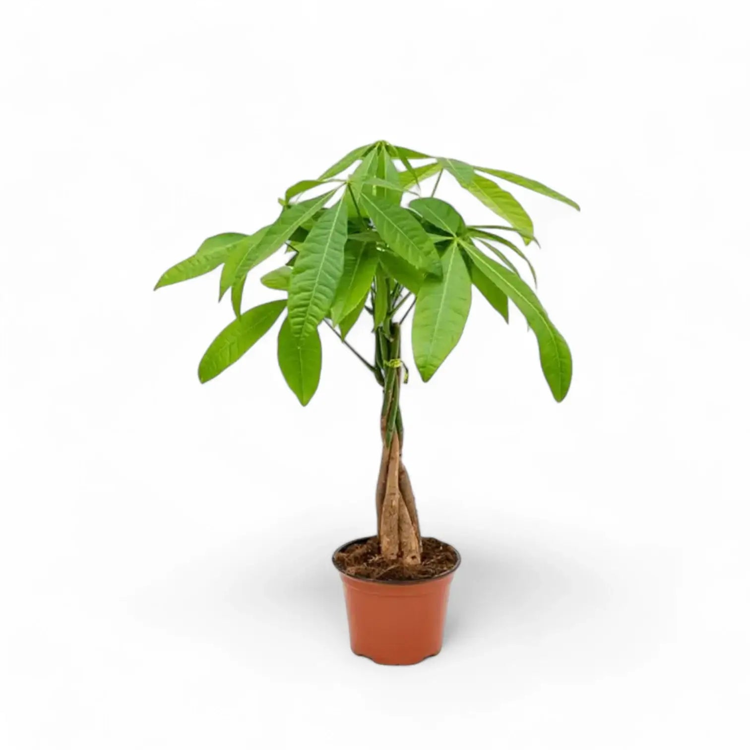 Pachira aquatica – Zimmerpflanze im Kulturtopf auf weißem Hintergrund, Produktfoto 9.