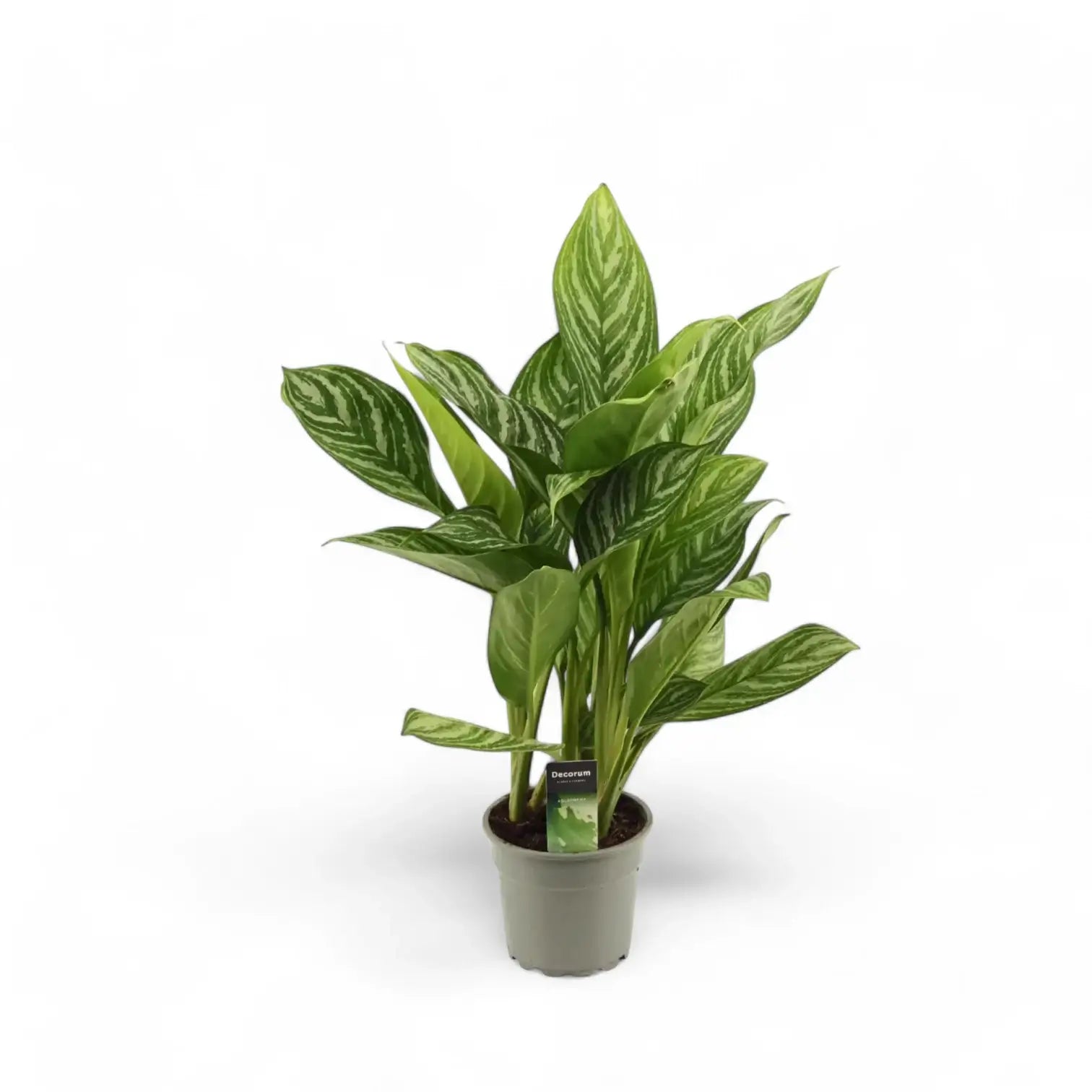 Aglaonema 'Stripes' potted houseplant in nursery pot on white background, product photo 6.