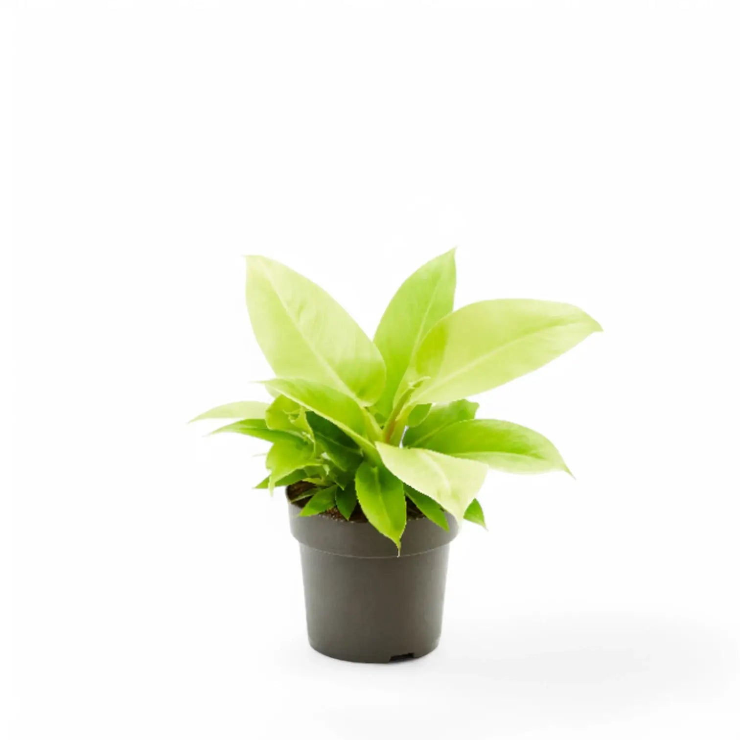 Philodendron 'Moonlight' potted houseplant in nursery pot on white background, product photo 8.
