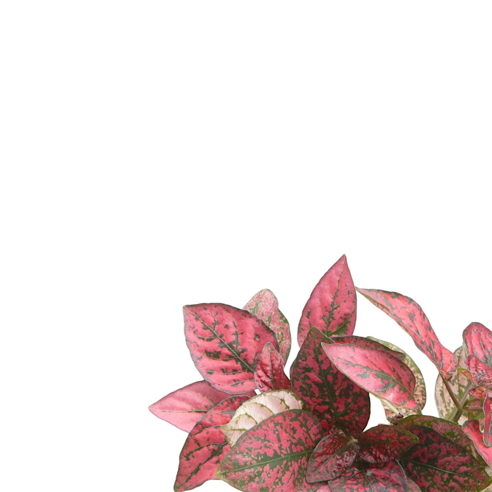 Hypoestes phyllostachya 'Red' – Nahaufnahme eines Blatts vor weißem Hintergrund.