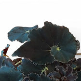 Nahaufnahme eines Blatts von Begonia rex 'Black Mambo' ('Dark Mambo') vor weißem Hintergrund.
