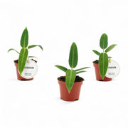 Anthurium warocqueanum potted houseplant in nursery pot on white background, product photo 5.