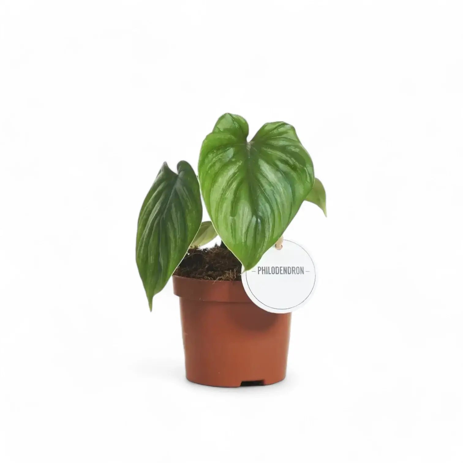 Philodendron plowmanii potted houseplant in nursery pot on white background, product photo 4.