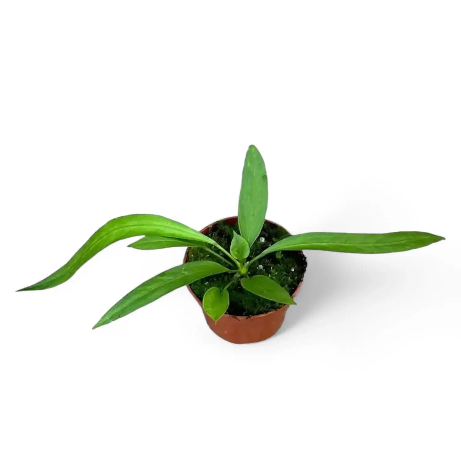 Anthurium vittarifolium potted houseplant in nursery pot on white background, product photo