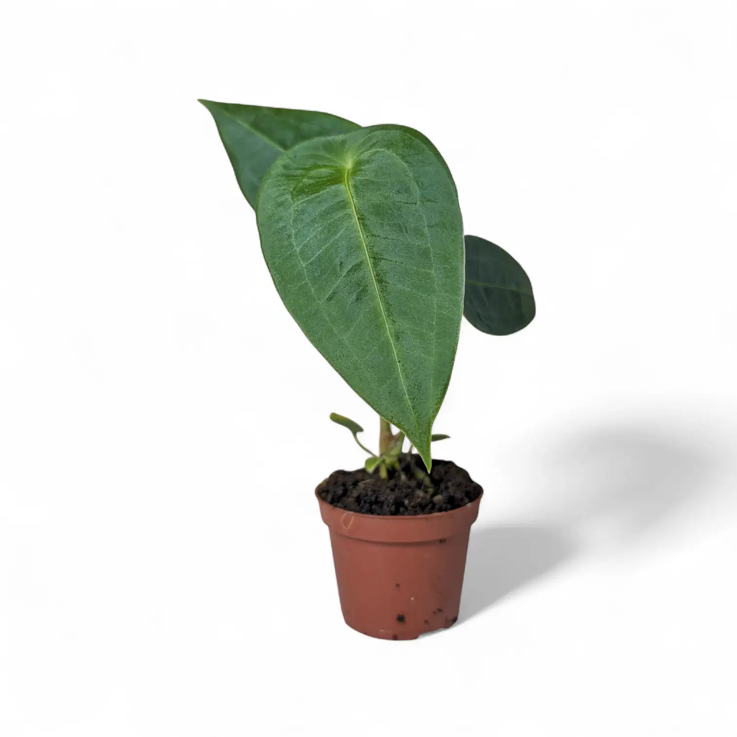 Anthurium peltigerum potted houseplant in nursery pot on white background, product photo 4.