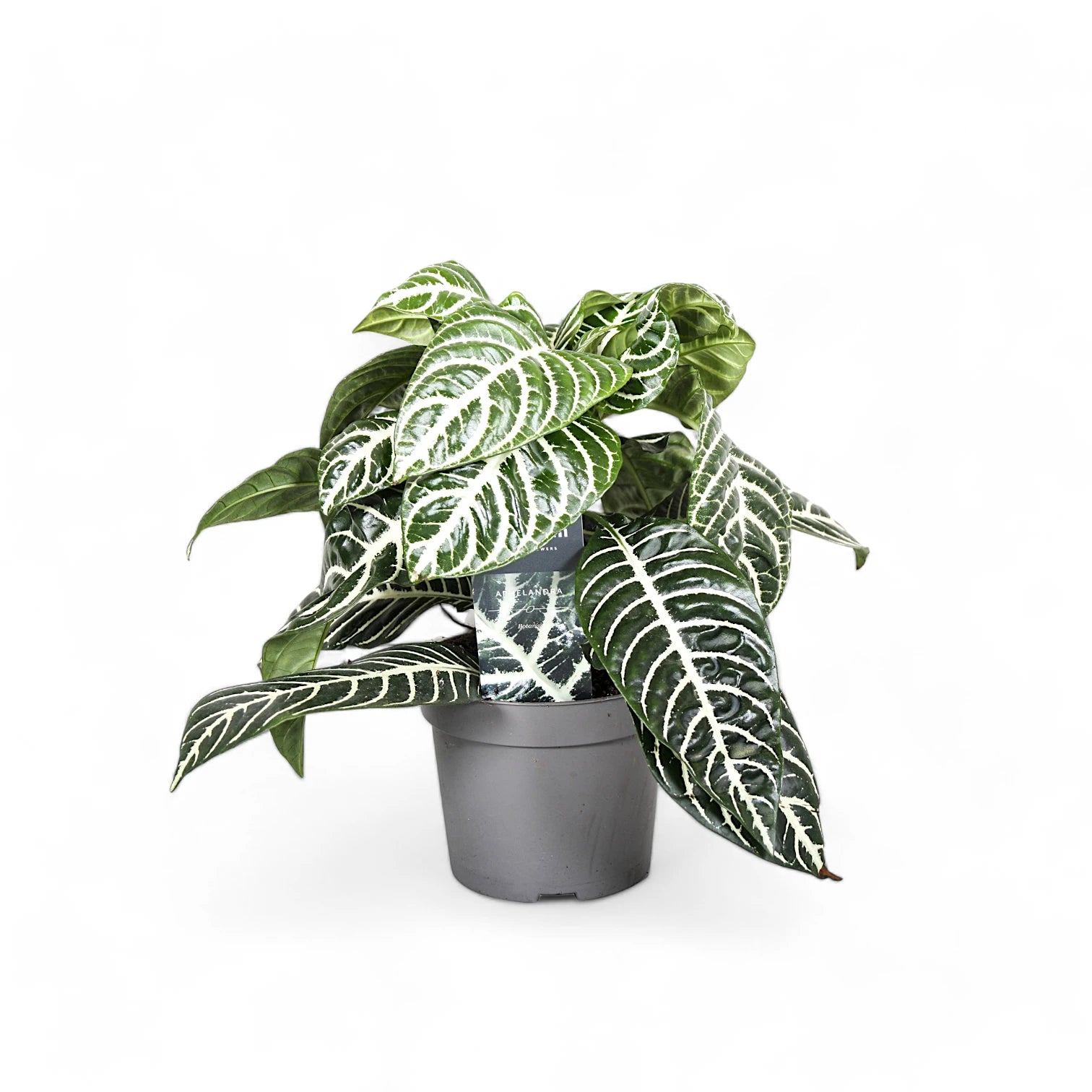 Aphelandra squarrosa – Zimmerpflanze im Kulturtopf auf weißem Hintergrund, Produktfoto 3.