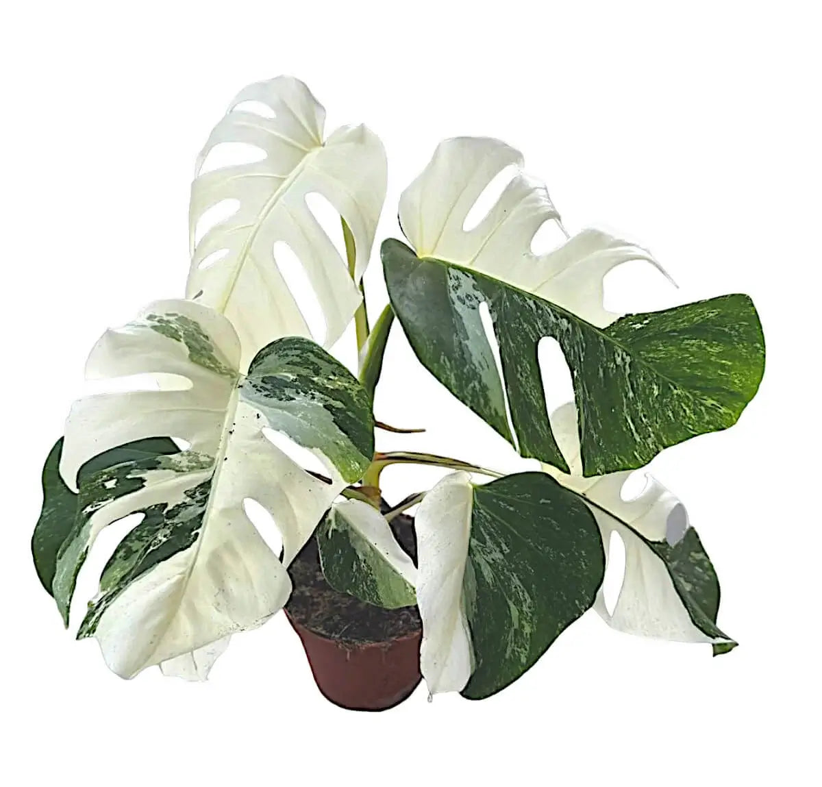 Monstera deliciosa variegata 'Super White' – Zimmerpflanze im Kulturtopf auf weißem Hintergrund, Produktfoto 2.