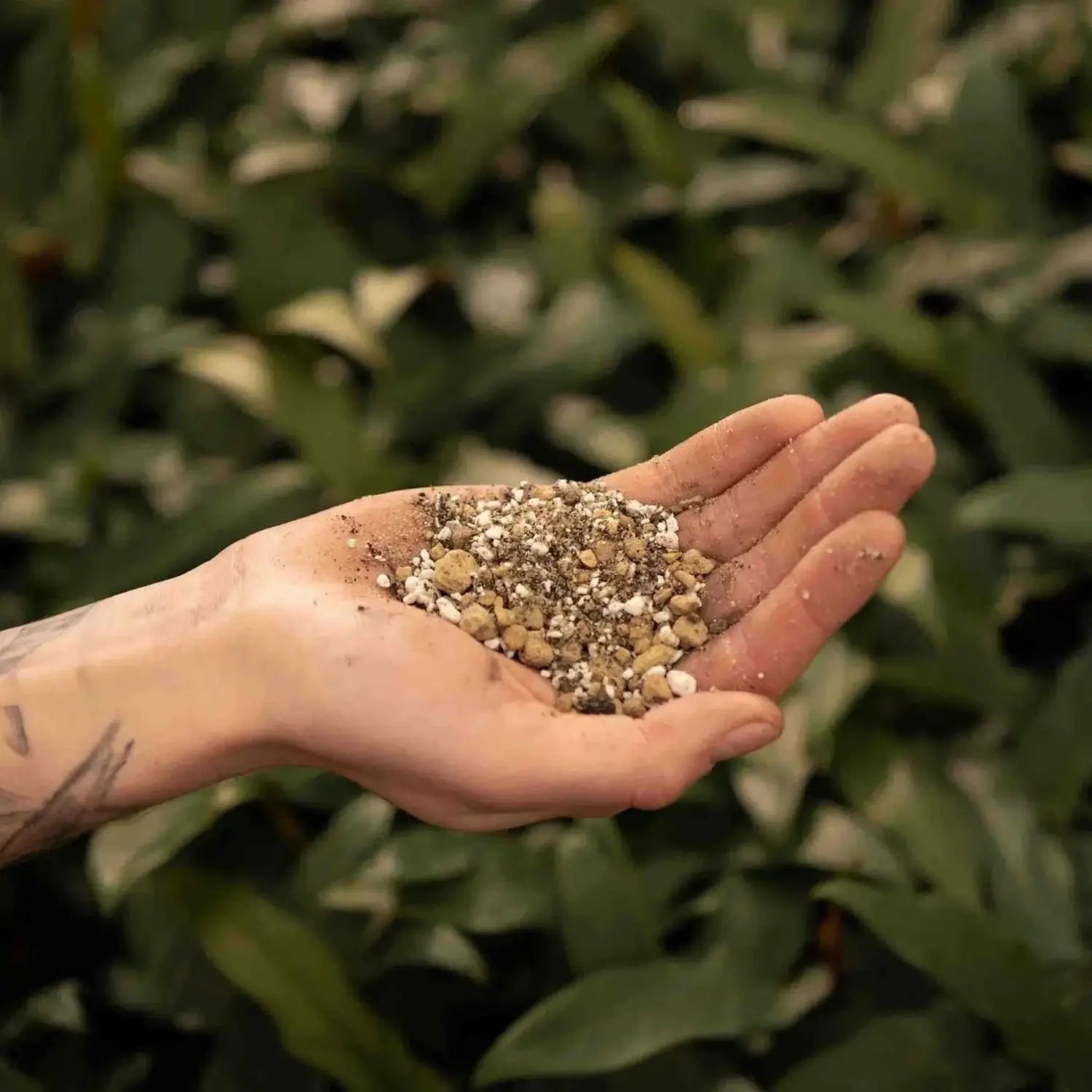Lithops- & Split-Rock-Substratmischung auf weißem Hintergrund, Produktfoto 4.