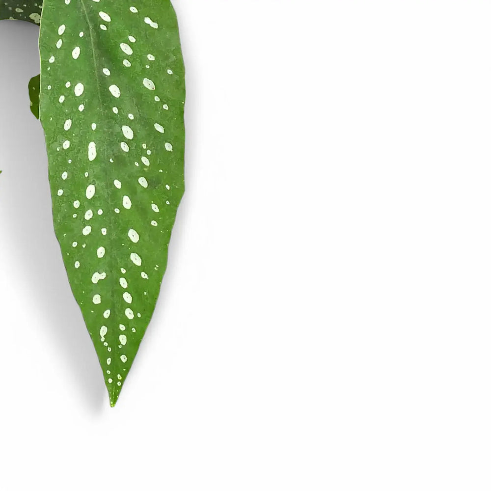 Begonia × albopicta – Blatt-Detailaufnahme auf weißem Hintergrund.