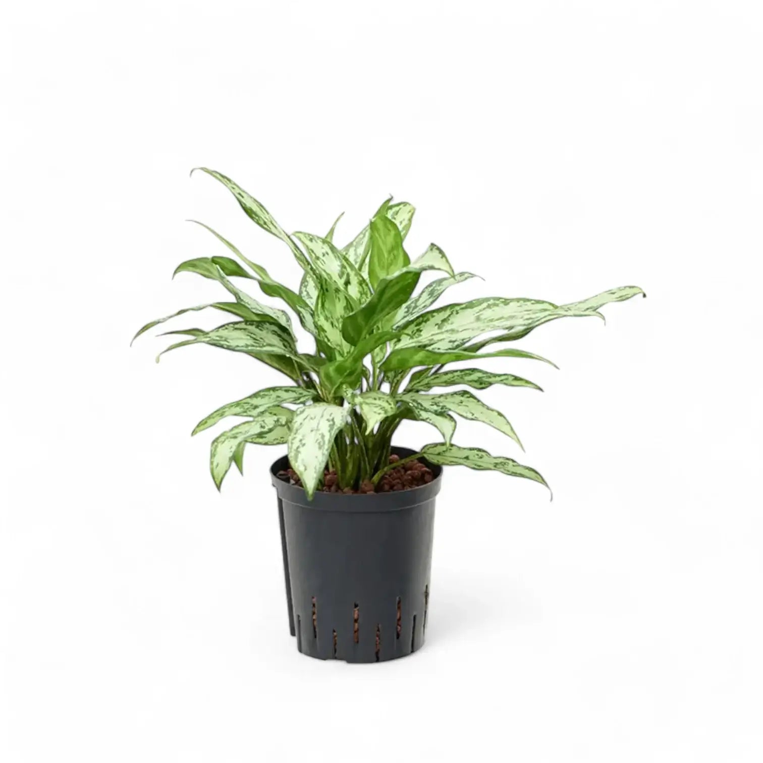 Aglaonema 'Silver Queen' potted houseplant in nursery pot on white background, product photo 4.