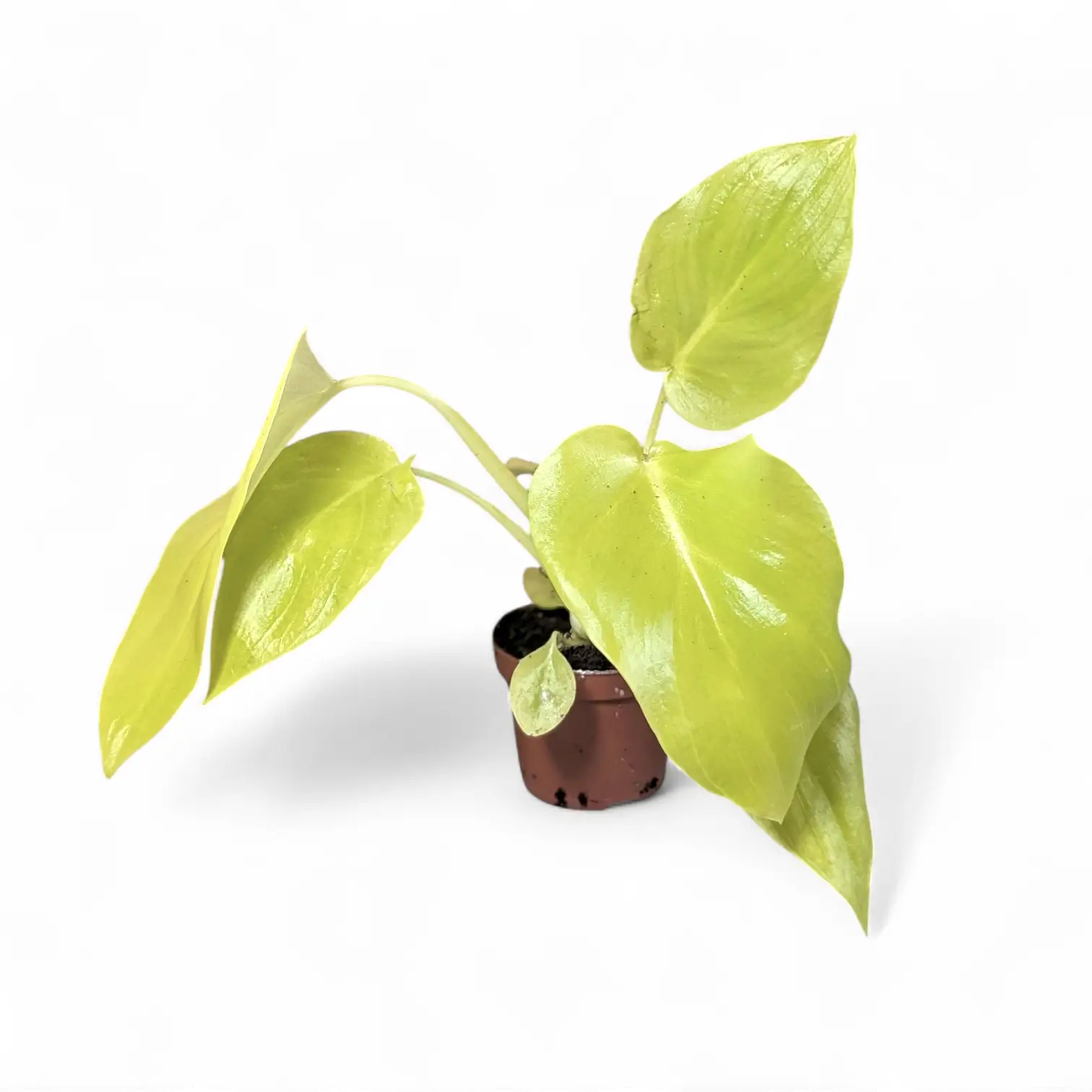 Philodendron warszewiczii 'Flavum' ('Aurea') potted houseplant in nursery pot on white background, product photo 4.