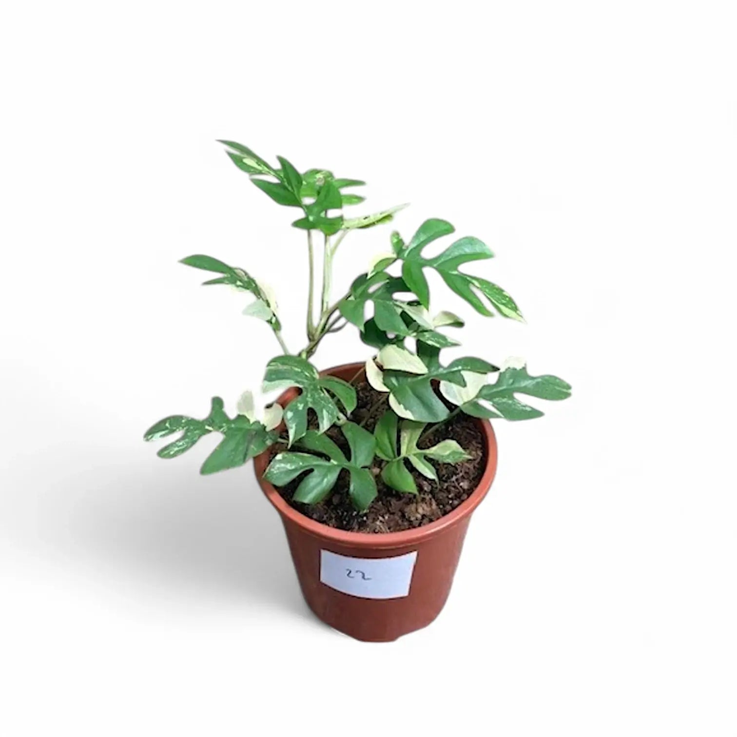 Rhaphidophora tetrasperma albo-variegata potted houseplant in nursery pot on white background, product photo 10.