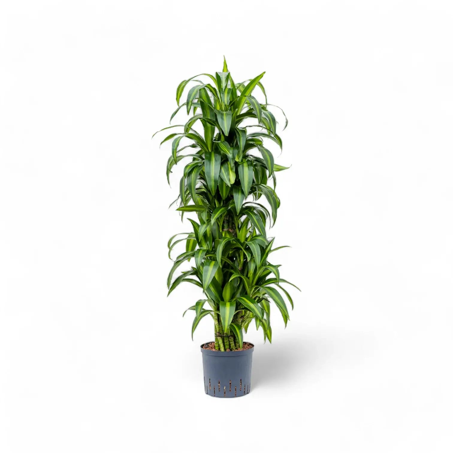 Dracaena fragrans ‘Hawaiian Sunshine’ potted houseplant in nursery pot on white background, product photo 3.