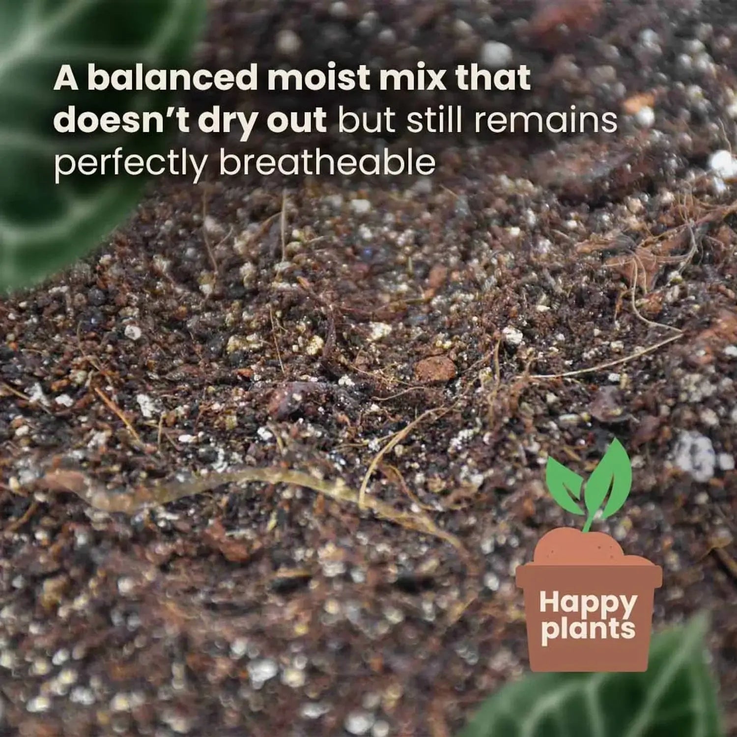 Alocasia-Pflanzsubstrat vor weißem Hintergrund, Produktfoto 9.