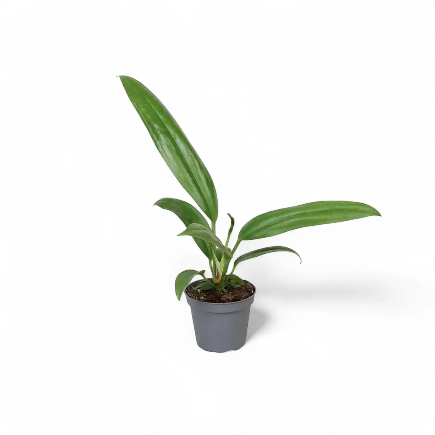Anthurium bakeri potted houseplant in nursery pot on white background, product photo 2.