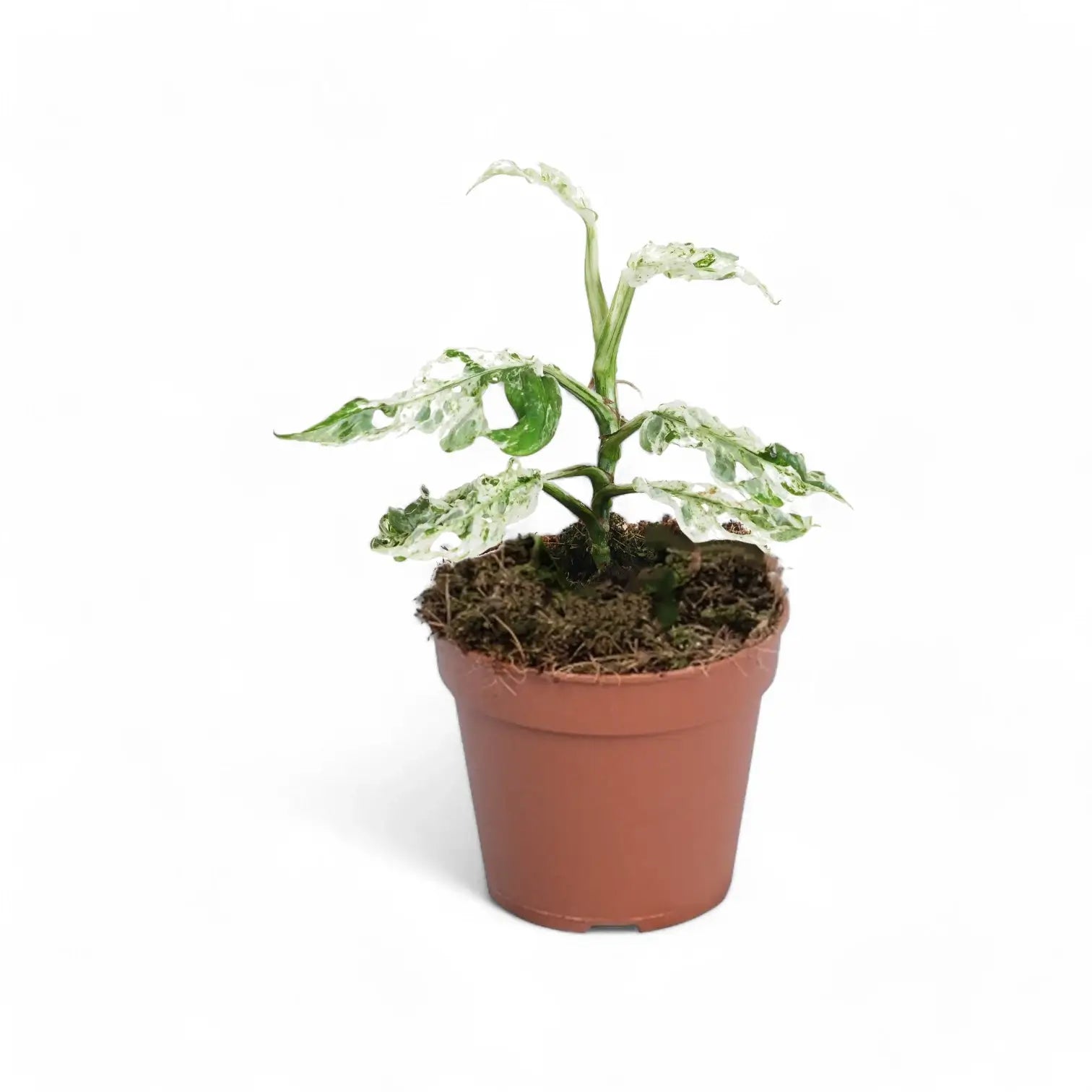 Monstera adansonii 'Frozen Freckles' – Zimmerpflanze im Kulturtopf auf weißem Hintergrund, Produktfoto 5.