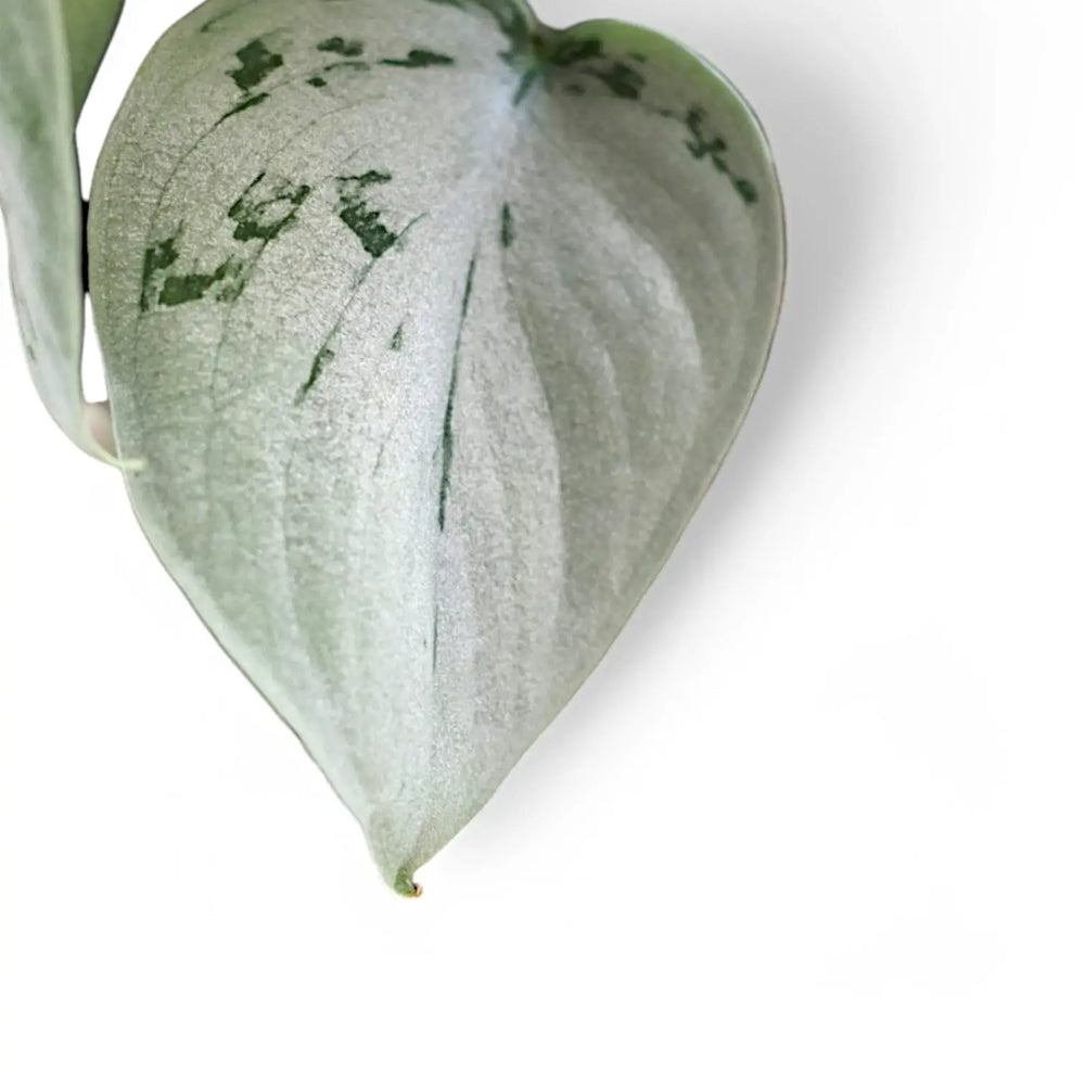 Scindapsus pictus 'Silvery Ann' – Detailaufnahme auf weißem Hintergrund.