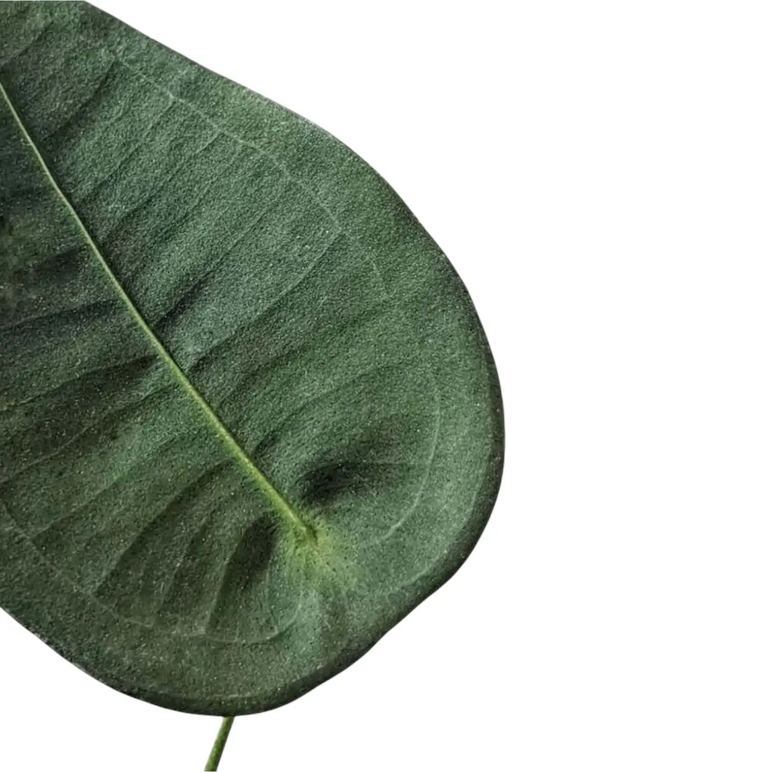 Anthurium peltigerum potted houseplant in nursery pot on white background, product photo 15.