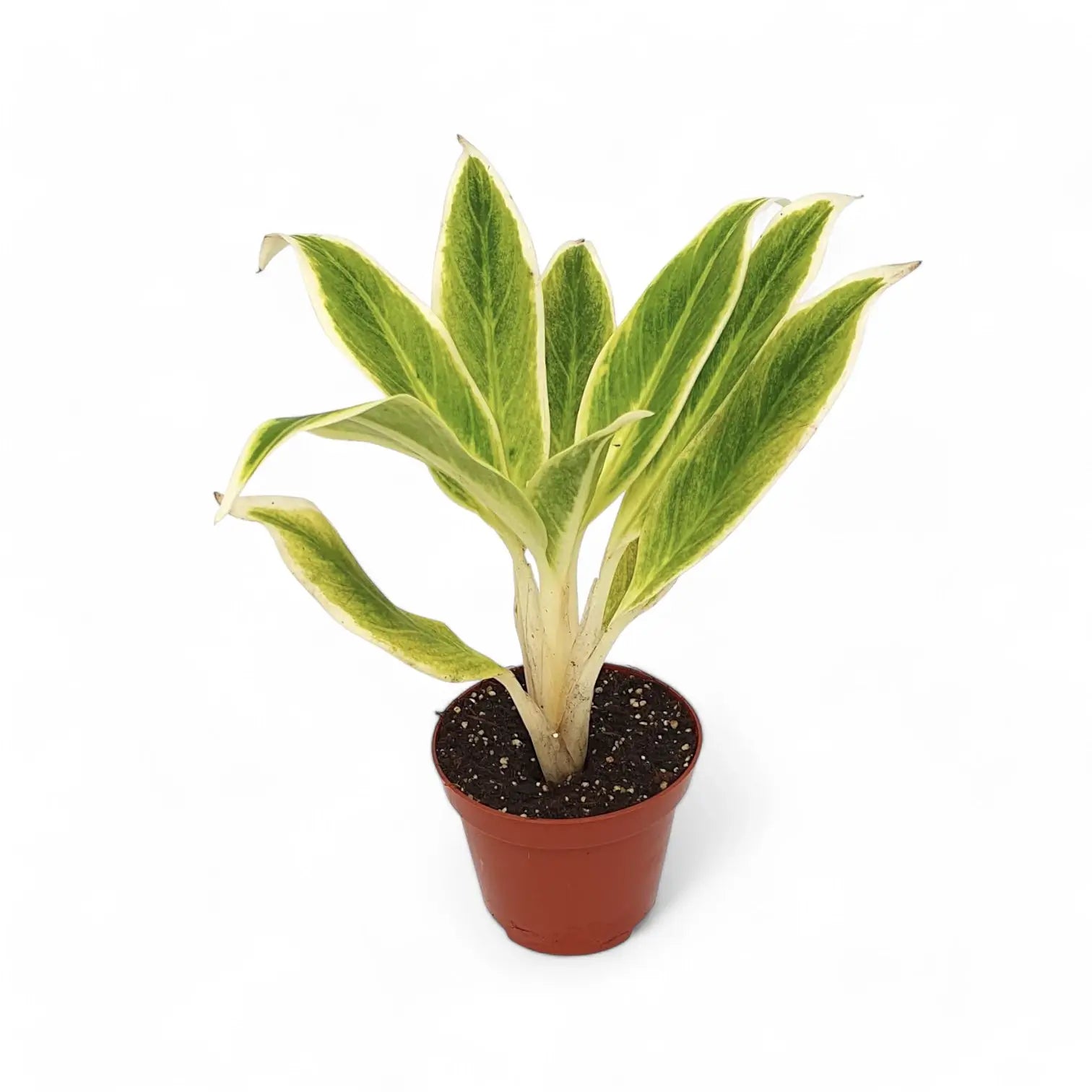 Aglaonema 'Lipstick Green' potted houseplant in nursery pot on white background, product photo 2.
