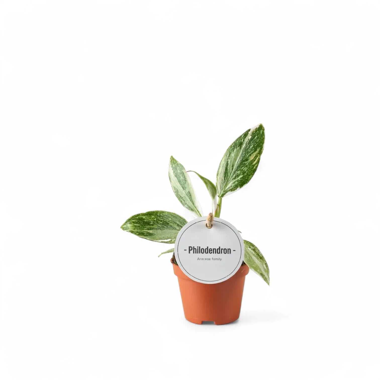 Philodendron 'White Princess' potted houseplant in nursery pot on white background, product photo 7.