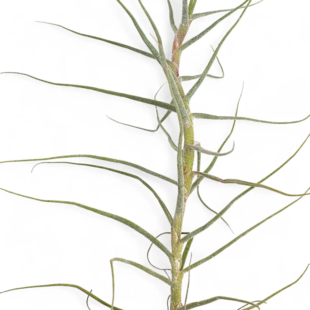 Tillandsia caerulea – Blatt-Detailaufnahme auf weißem Hintergrund.