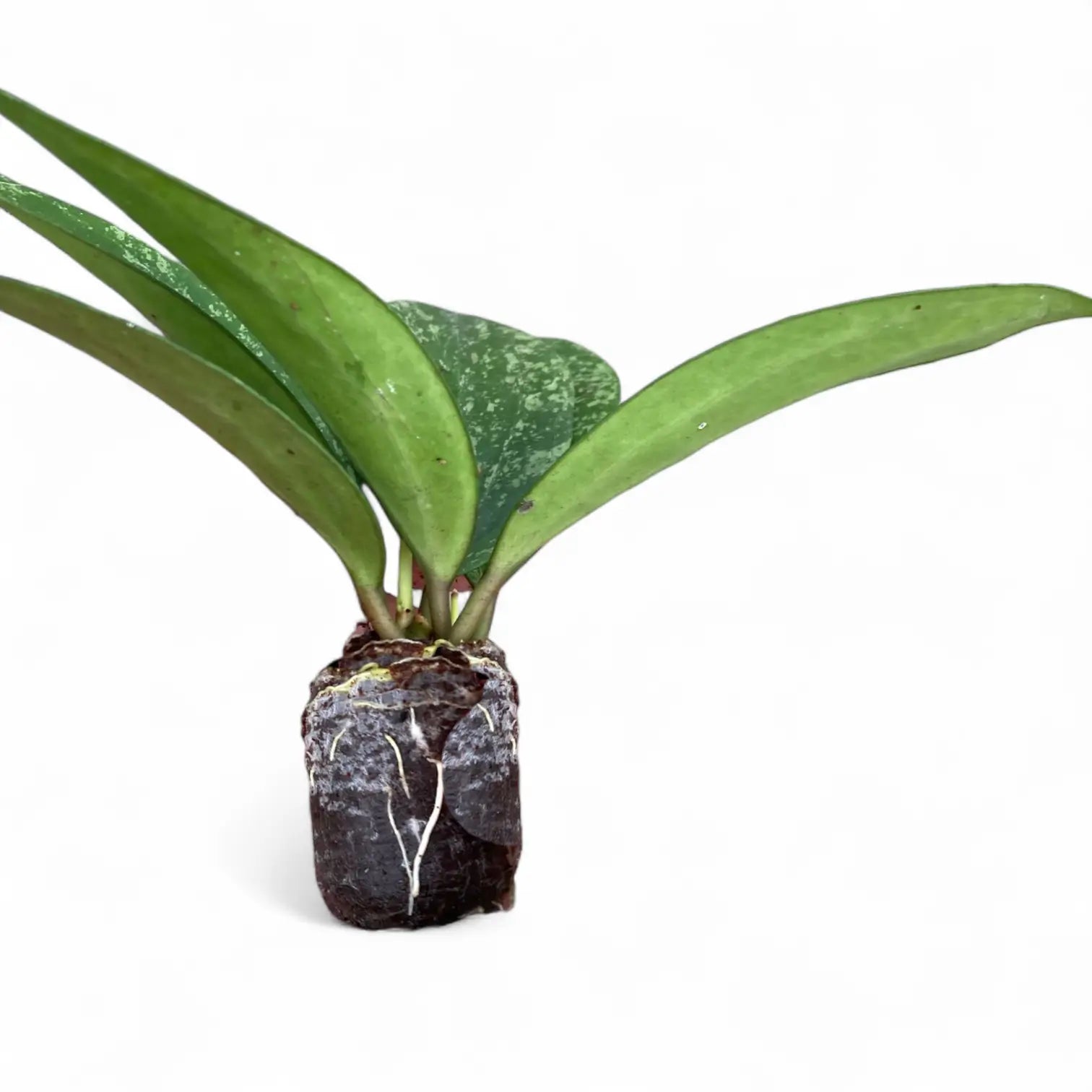 Hoya sp. Rangsan potted houseplant in nursery pot on white background, product photo 4.