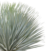 Nahaufnahme von Yucca rostrata vor weißem Hintergrund.