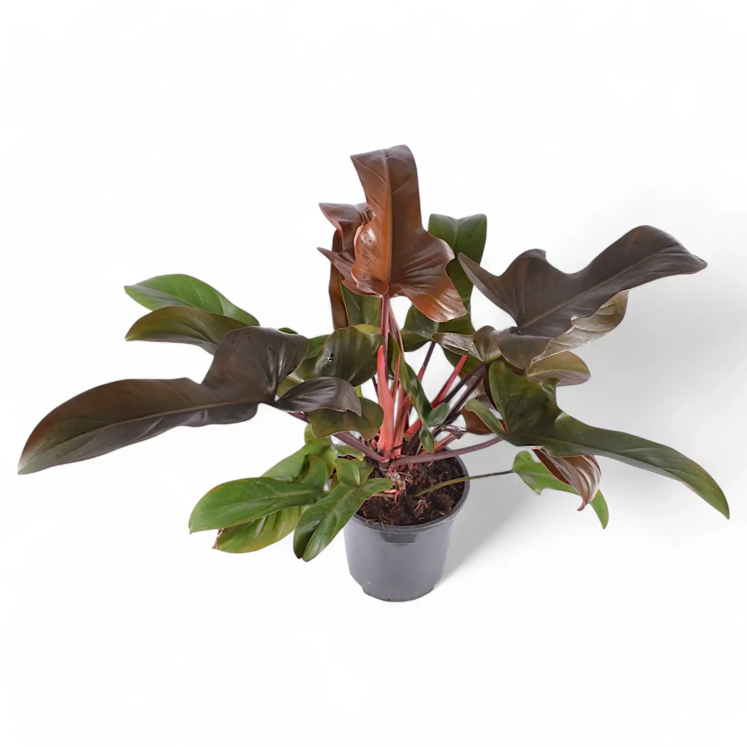Philodendron 'Florida bronze' potted houseplant in nursery pot on white background, product photo 3.