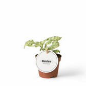 Monstera adansonii 'Frozen Freckles' potted houseplant in nursery pot on white background, product photo 3.