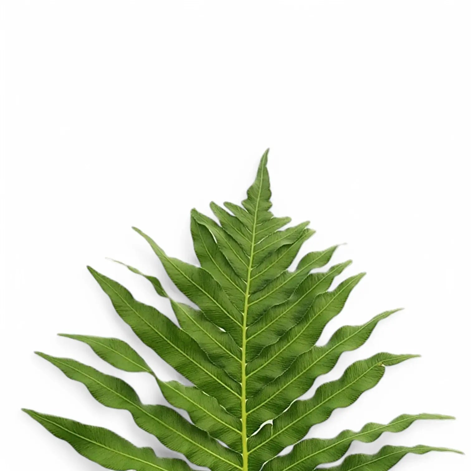 Oceaniopteris gibba – Blatt-Detailaufnahme auf weißem Hintergrund.