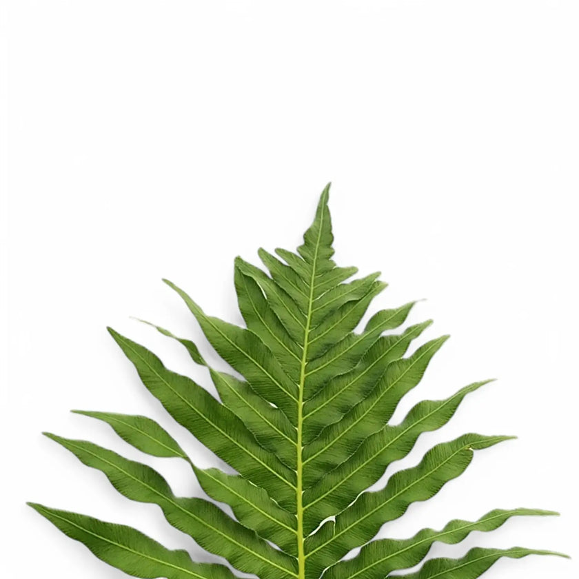 Oceaniopteris gibba leaf close-up on white background.
