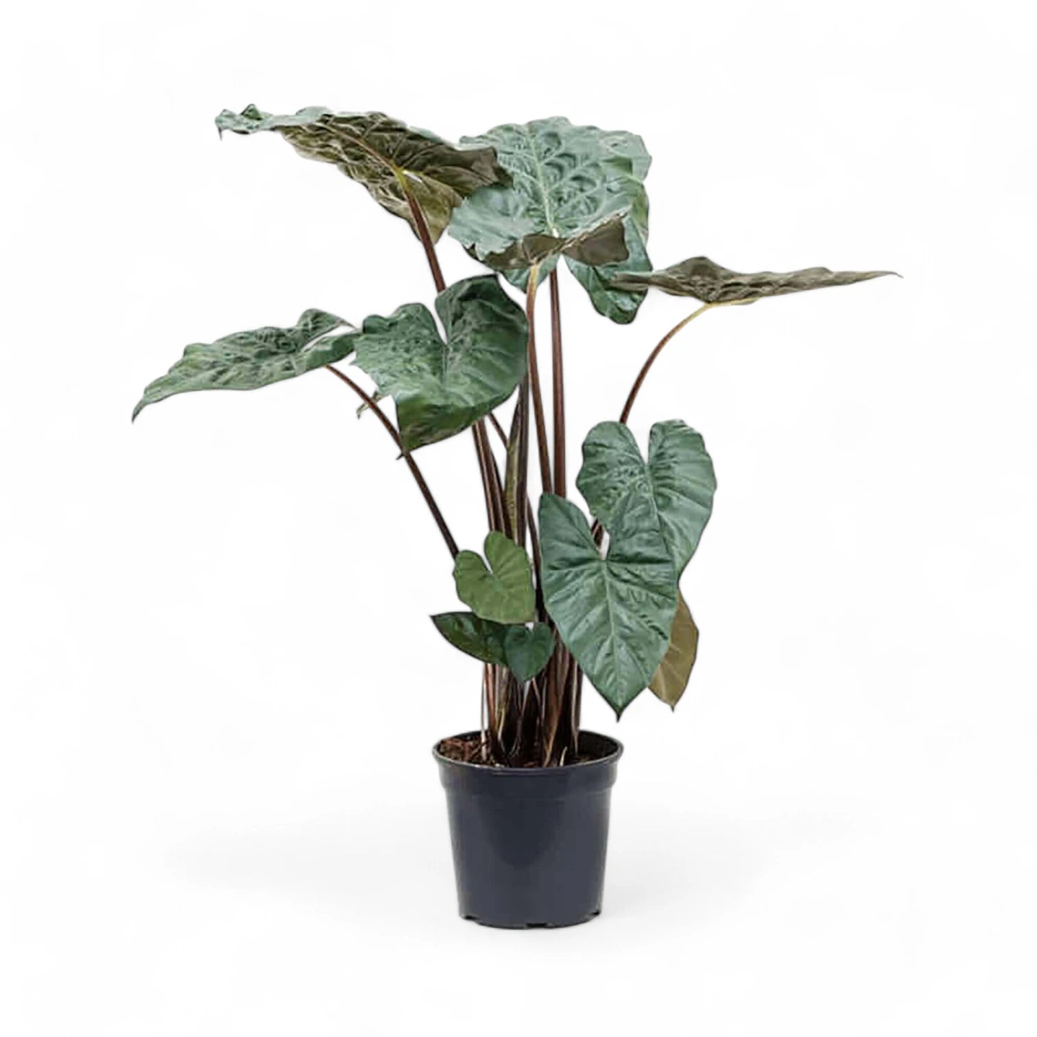 Alocasia 'Yucatan princess' potted houseplant in nursery pot on white background, product photo 9.