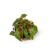 Begonia amphioxus potted houseplant in nursery pot on white background, product photo 4.