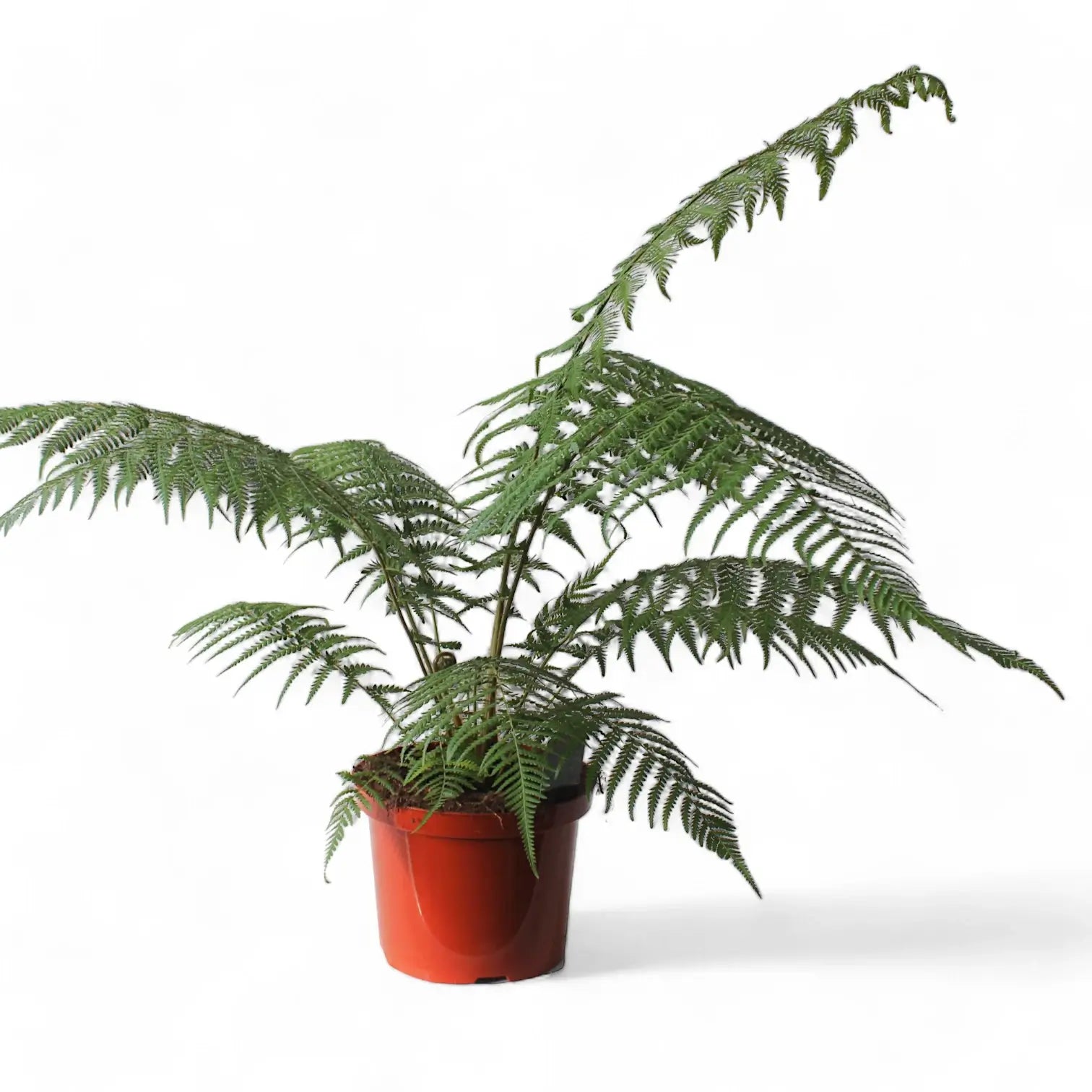 Dicksonia antarctica potted houseplant in nursery pot on white background, product photo 3.