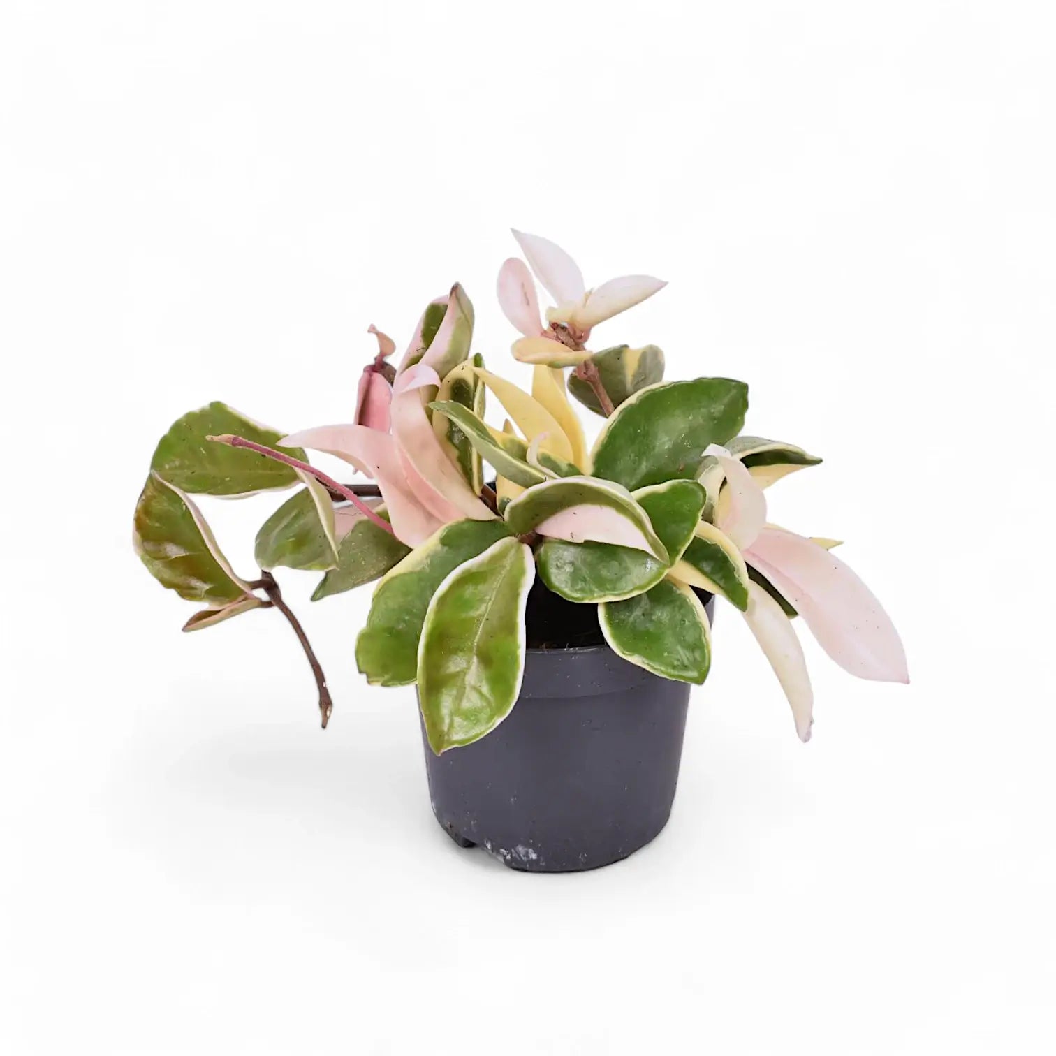 Hoya carnosa 'Krimson Queen' (albomarginata) potted houseplant in nursery pot on white background, product photo 2.