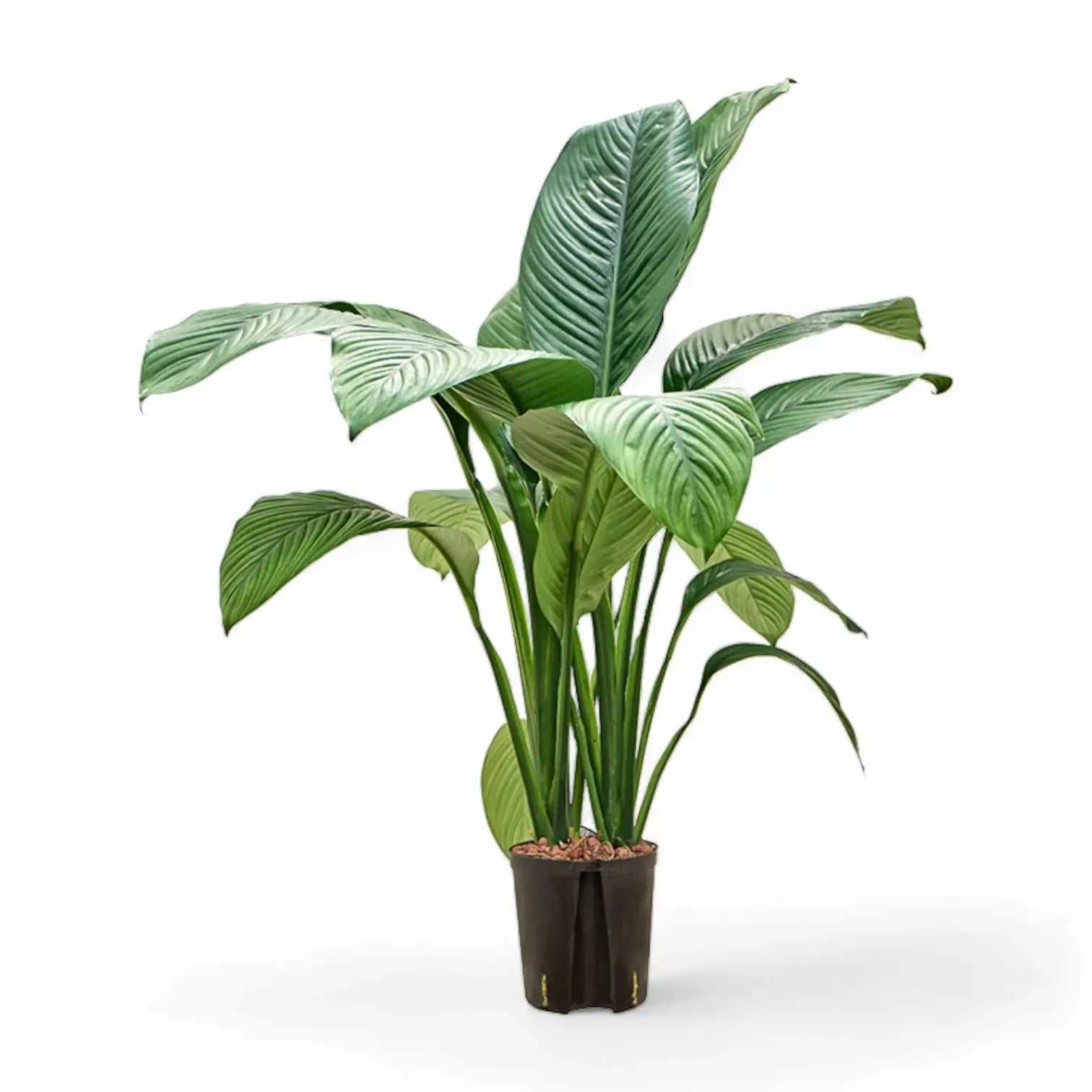 Spathiphyllum wallisii 'Sensation' potted houseplant in nursery pot on white background, product photo 3.