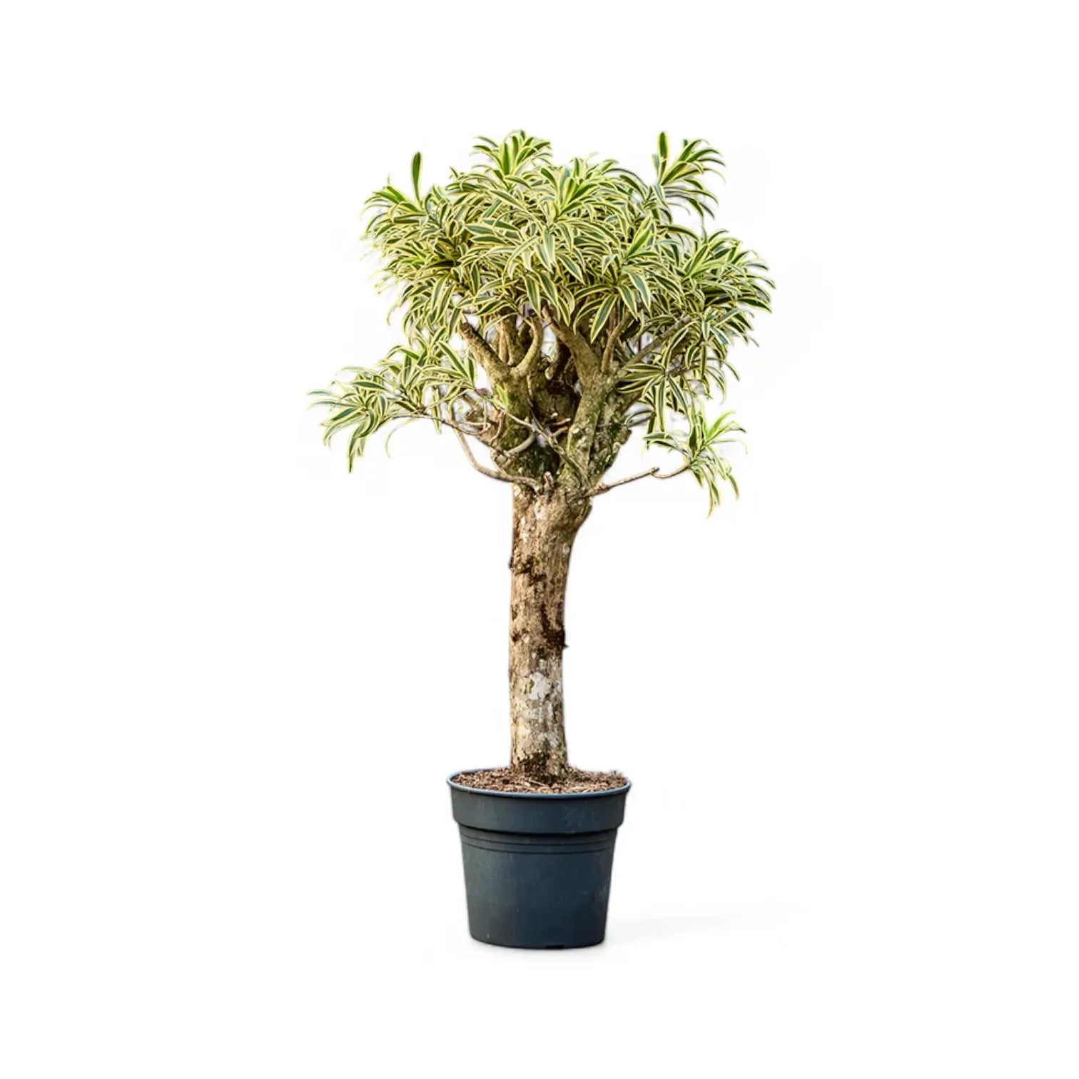 Dracaena reflexa 'Song Of India' potted houseplant in nursery pot on white background, product photo 5.