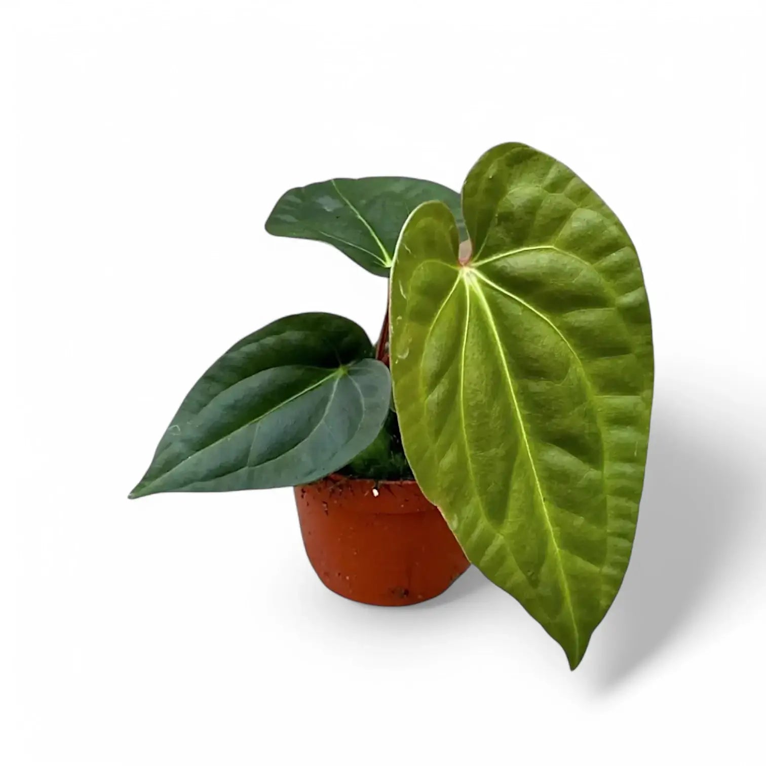 Anthurium regale x luxurians potted houseplant in nursery pot on white background, product photo 2.