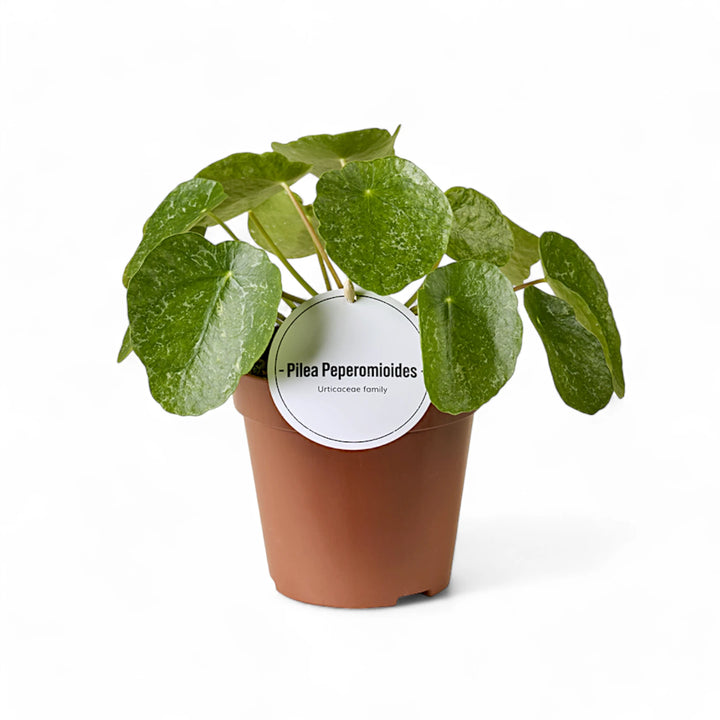 Pilea peperomioides 'Sugar' – Topfpflanze im Kulturtopf vor weißem Hintergrund, Produktfoto 2.