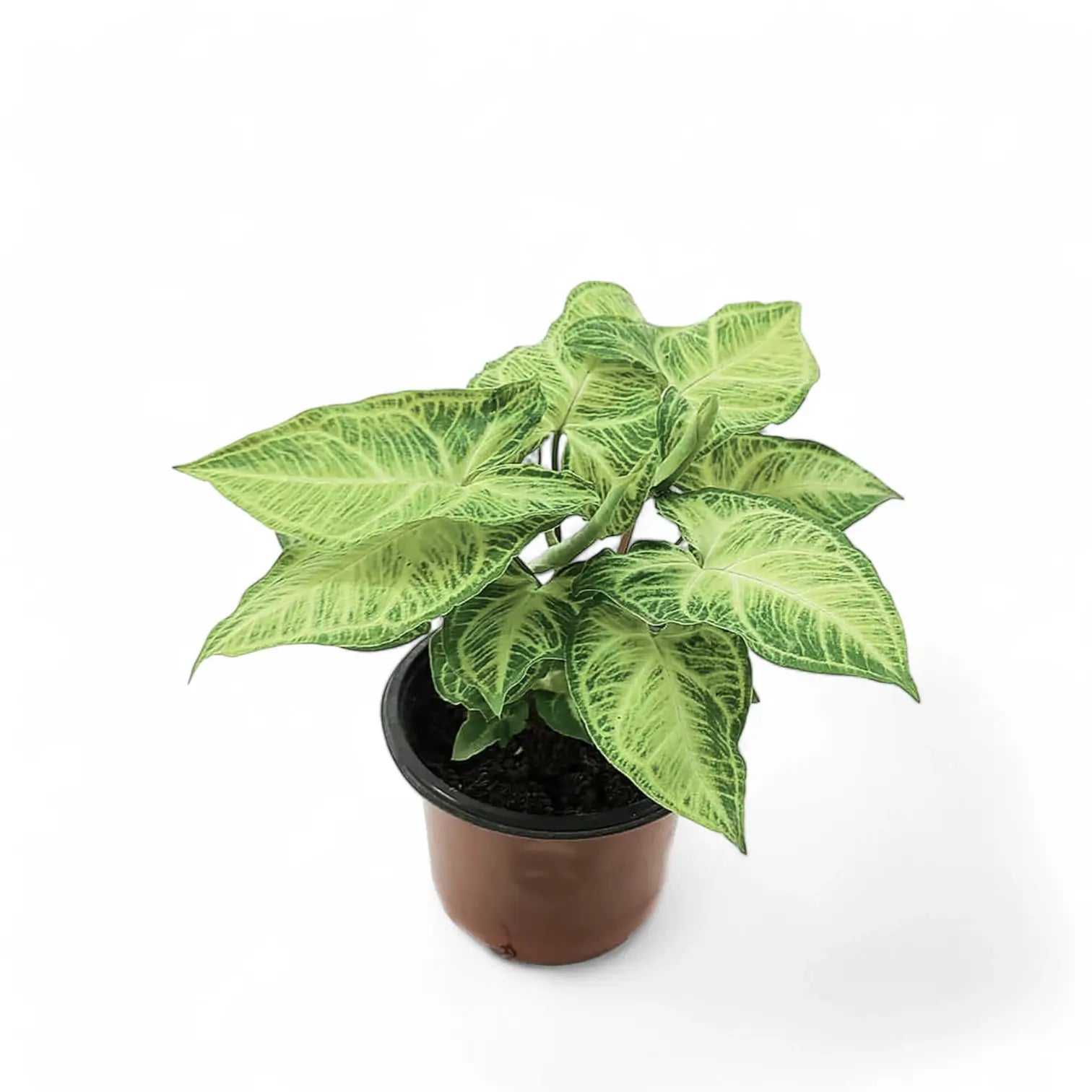Syngonium podophyllum 'Batik' ('Golden venation') potted houseplant in nursery pot on white background, product photo 3.